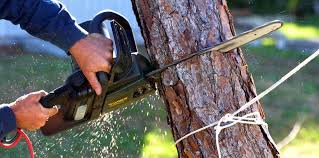 Best Lawn Maintenance Plans  in Wellington, UT