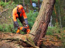 Best Leaf Removal  in Wellington, UT