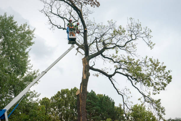 Best Tree Maintenance Programs  in Wellington, UT