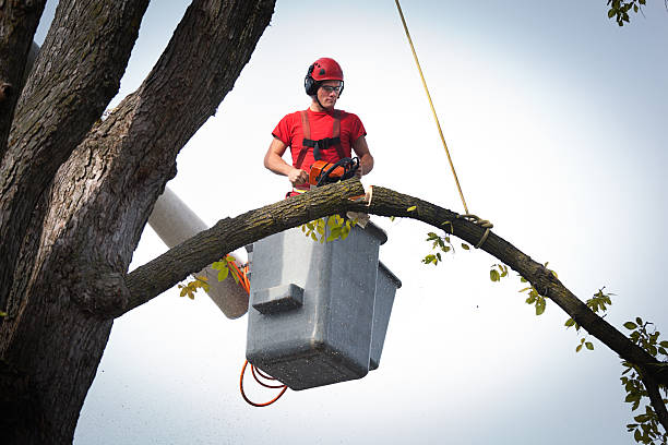 Best Emergency Tree Removal  in Wellington, UT