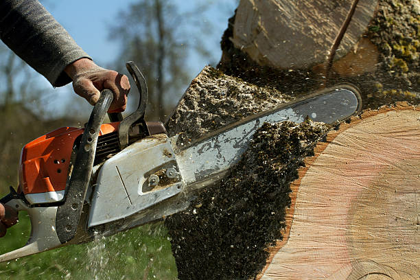 How Our Tree Care Process Works  in  Wellington, UT